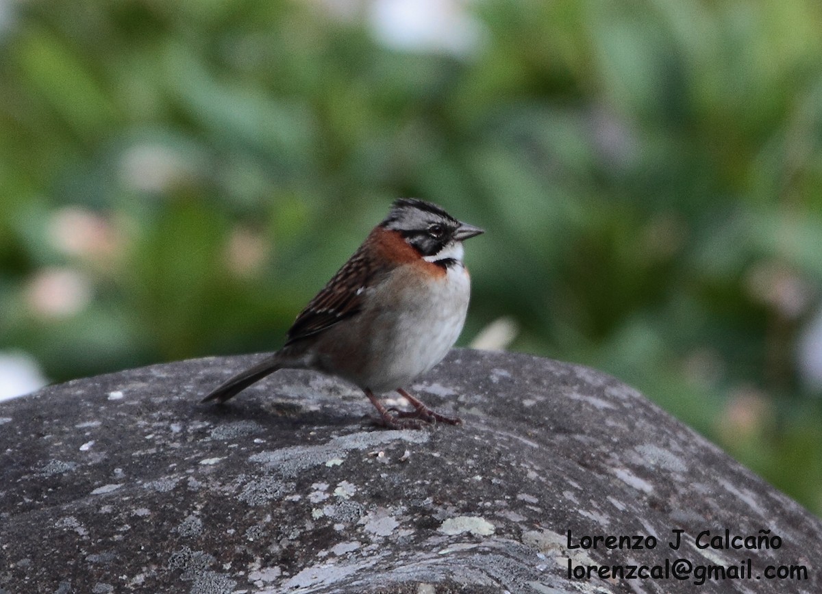 Rufous-collared Sparrow - ML270640751
