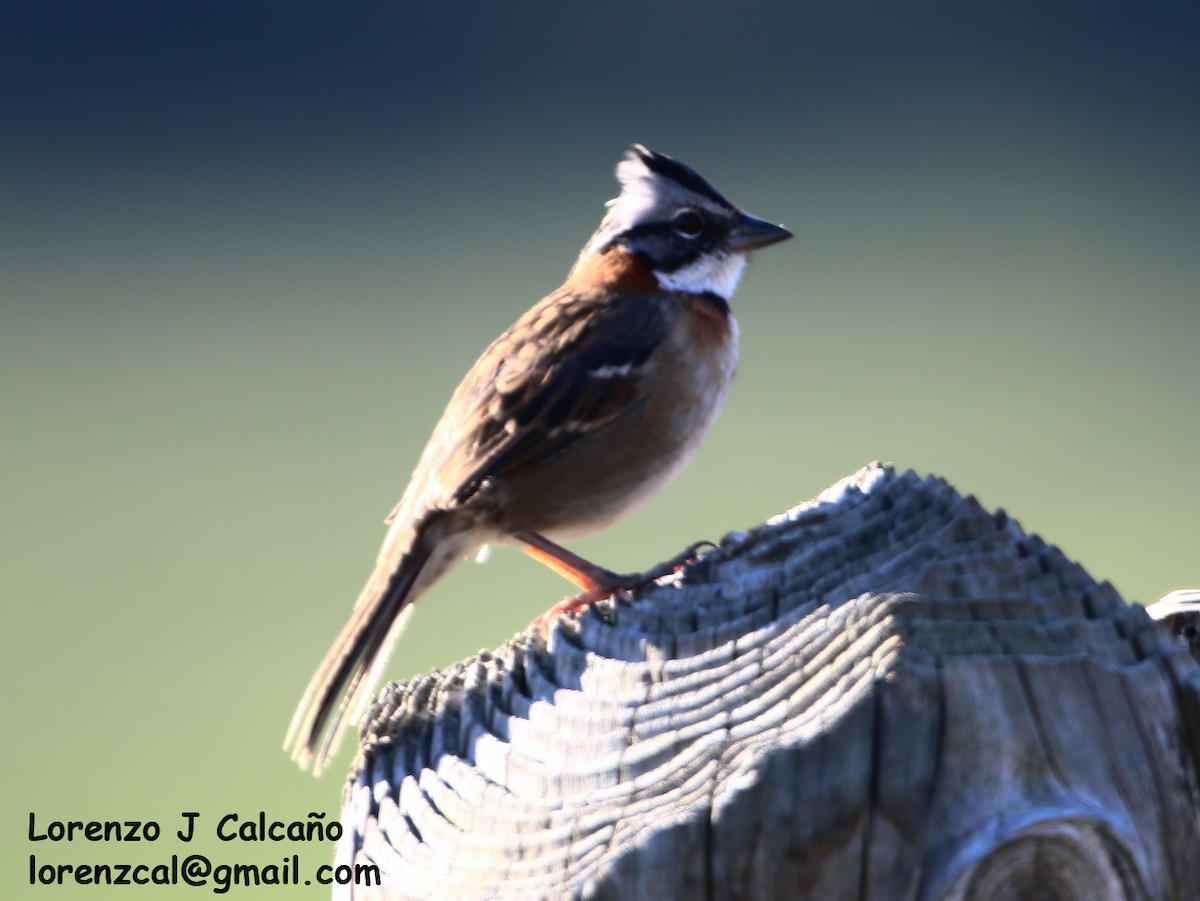 Rufous-collared Sparrow - ML270640831