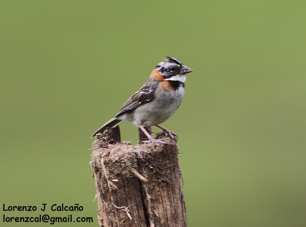Rufous-collared Sparrow - ML270641241