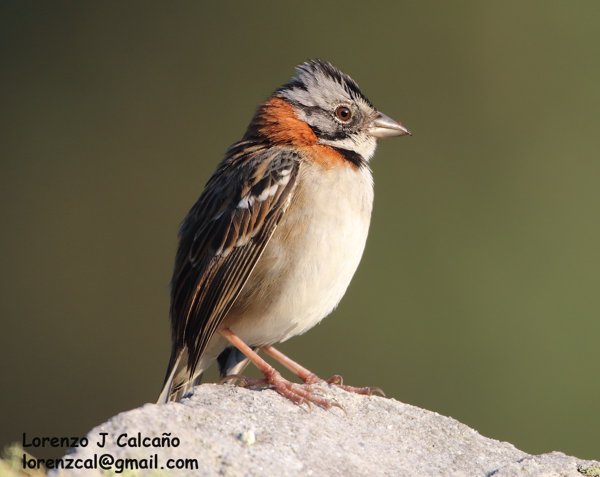 Rufous-collared Sparrow - ML270641501