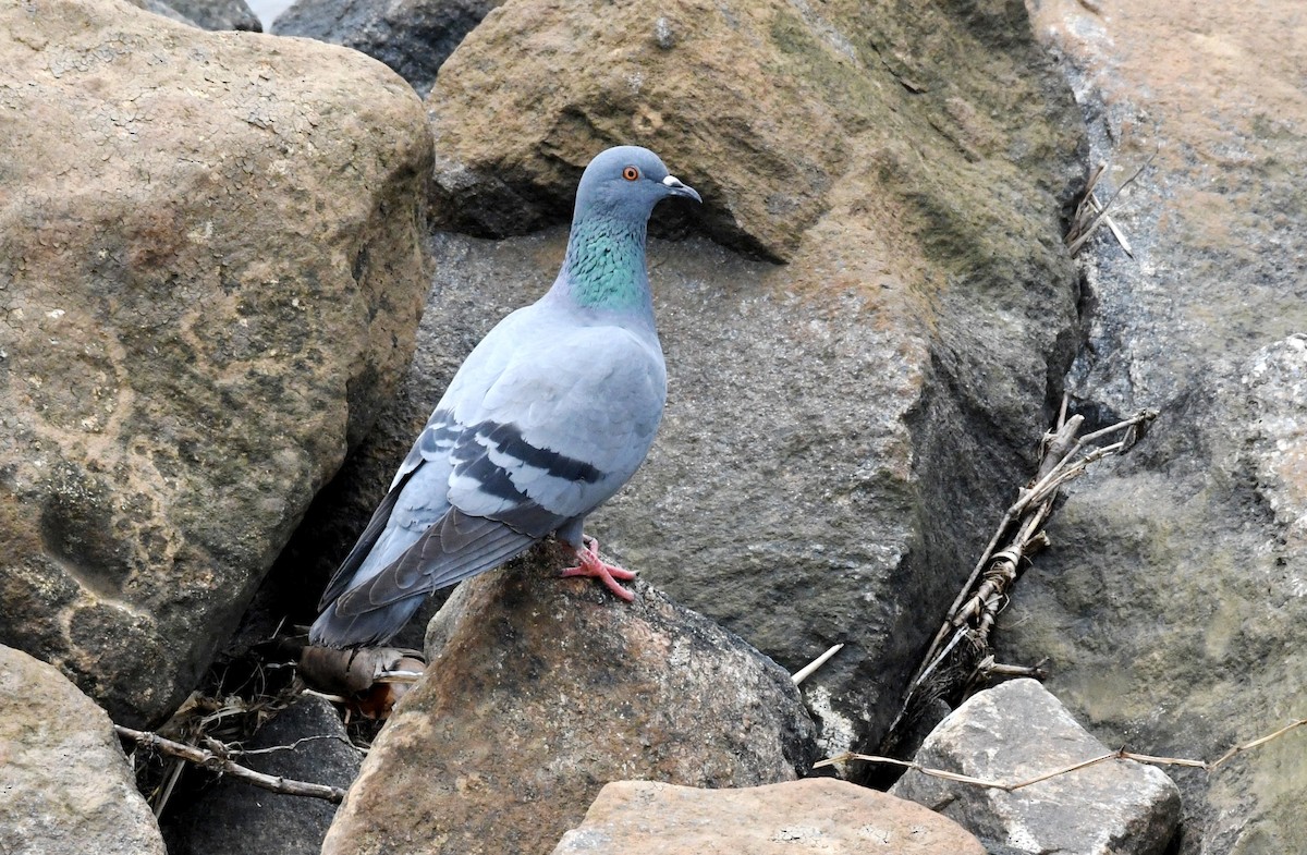 Rock Pigeon (Feral Pigeon) - ML270642841