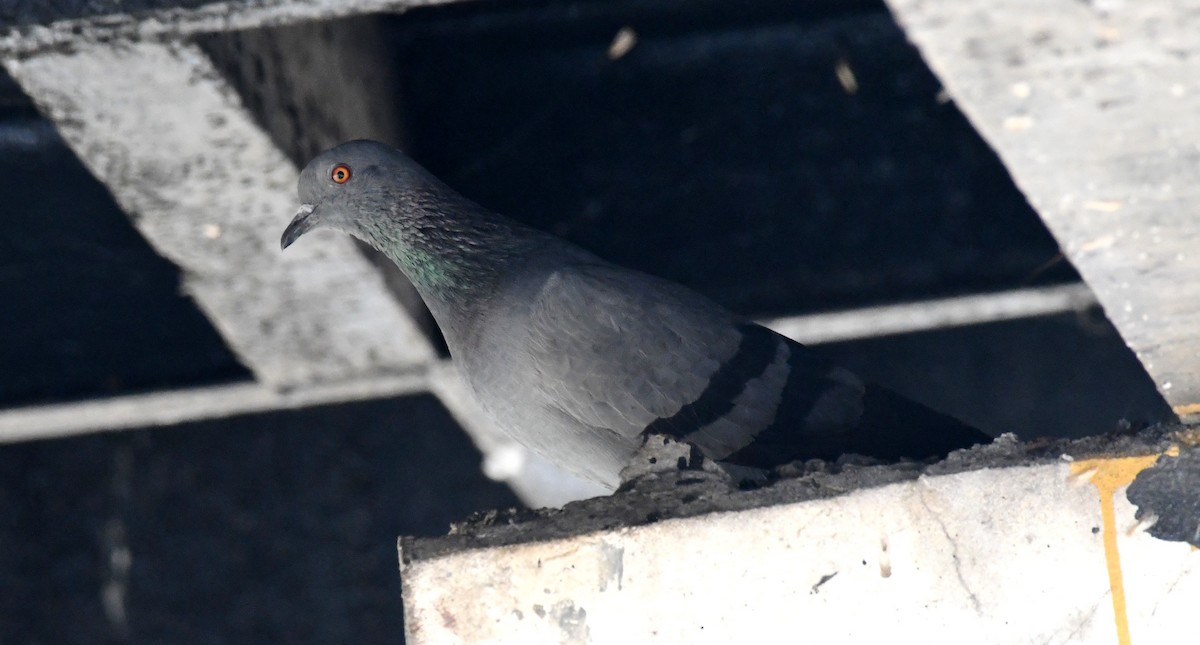 Pigeon biset (forme domestique) - ML270642851