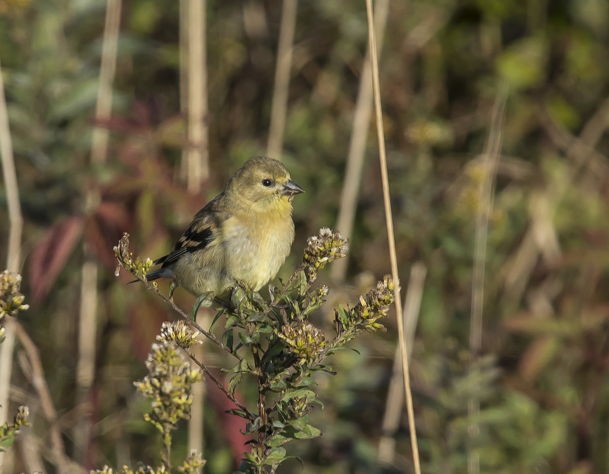 American Goldfinch - Ronnie d'Entremont