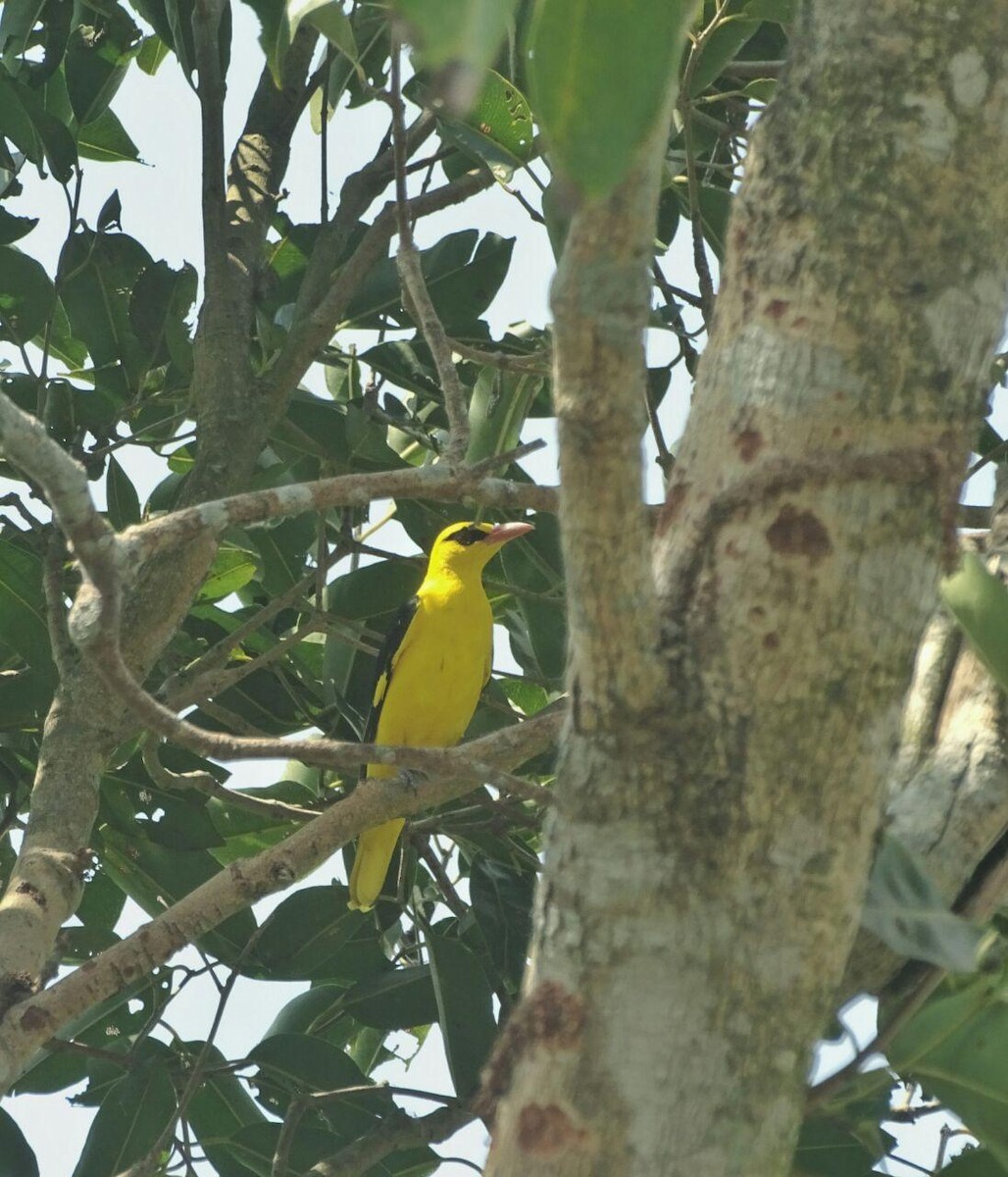 Indian Golden Oriole - ML270644961