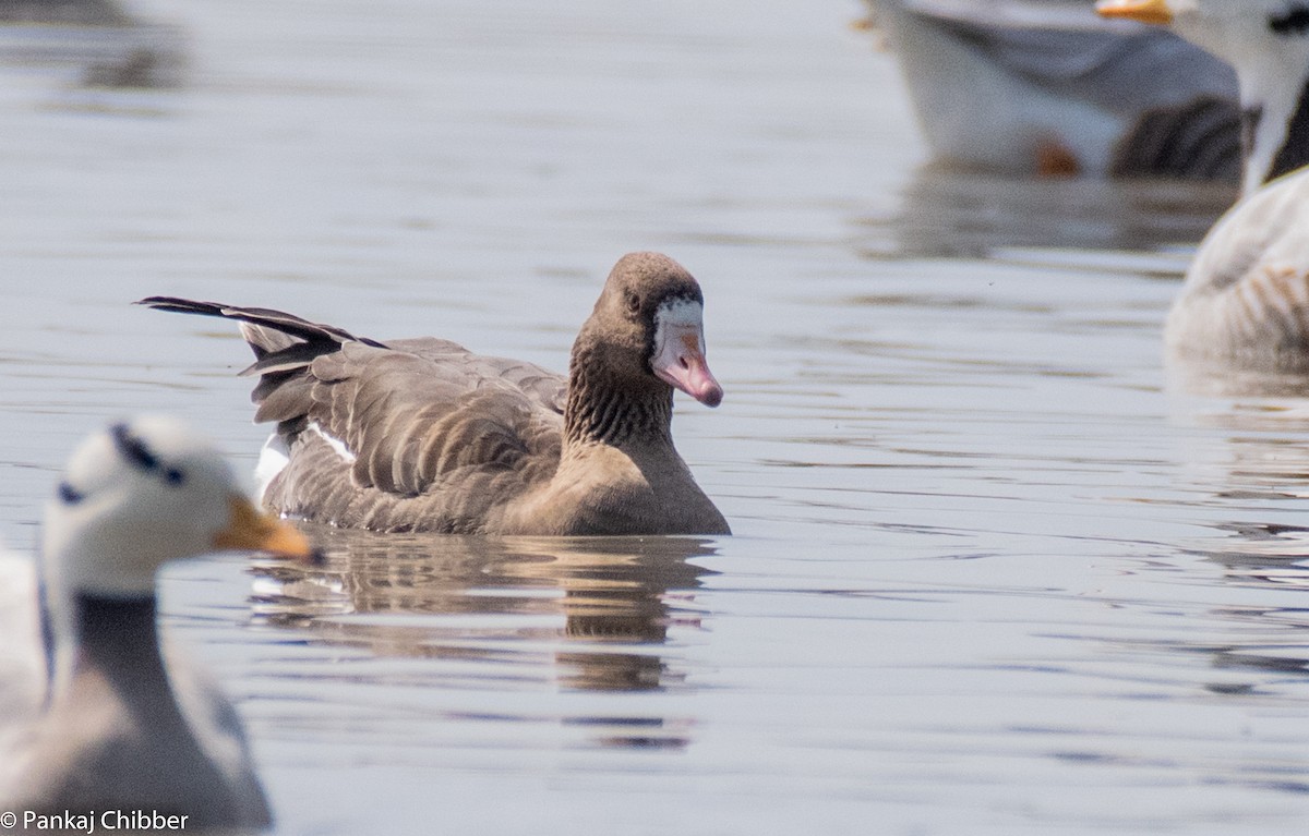 Greater White-fronted Goose - ML270659801