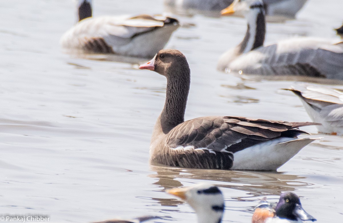 Greater White-fronted Goose - ML270659821