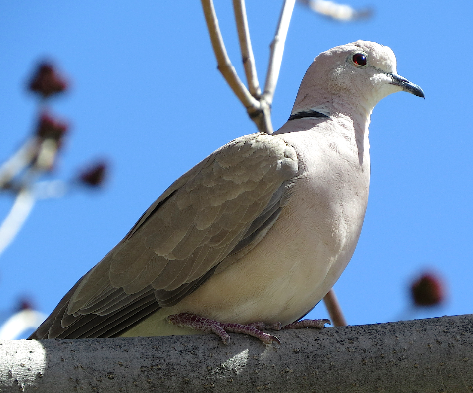 African Collared-Dove - ML27066031