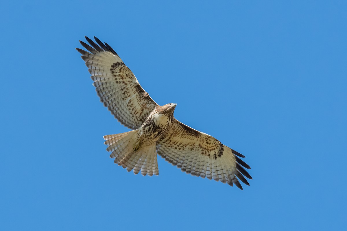 Red-tailed Hawk - ML270661911