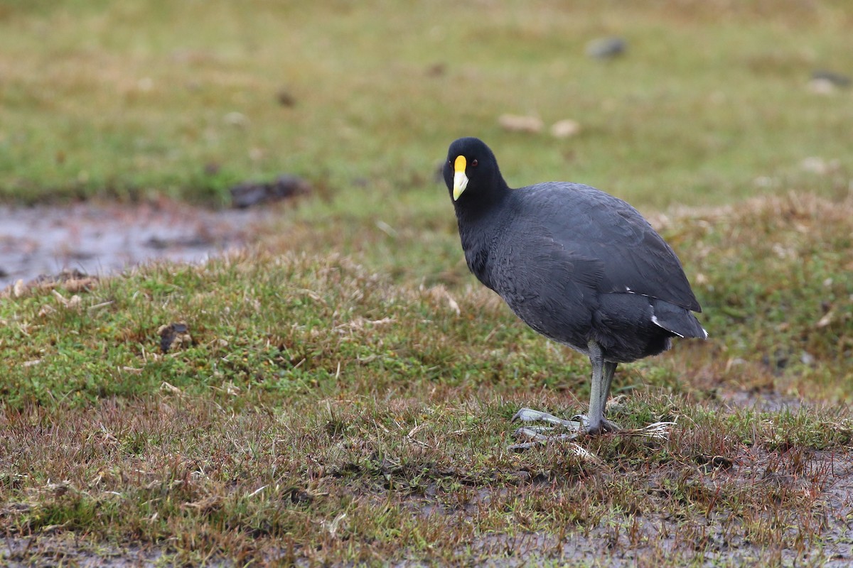 White-winged Coot - Alan Henry