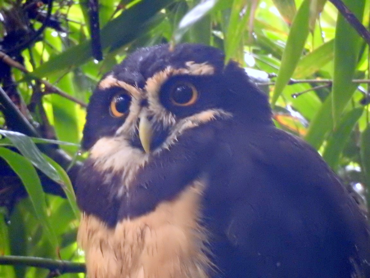 Spectacled Owl - ML270663671
