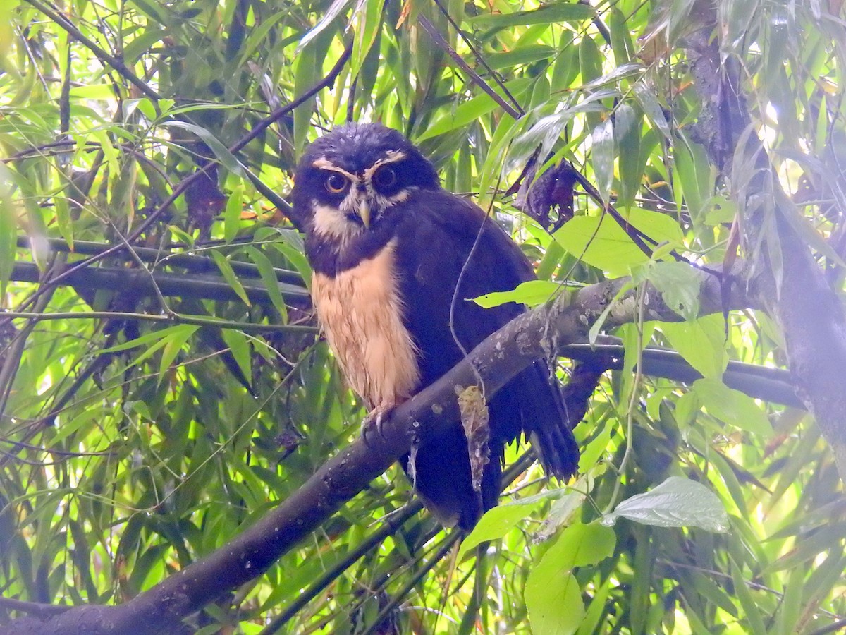 Spectacled Owl - ML270663731