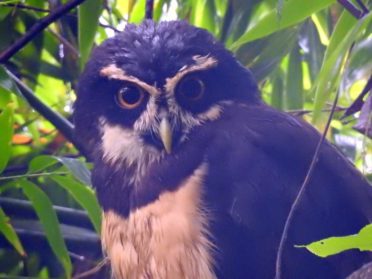 Spectacled Owl - ML270663791