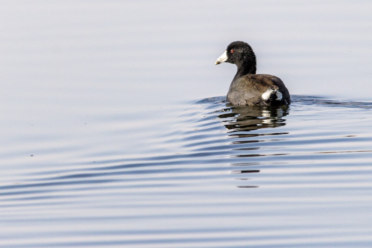American Coot (Red-shielded) - ML270669551