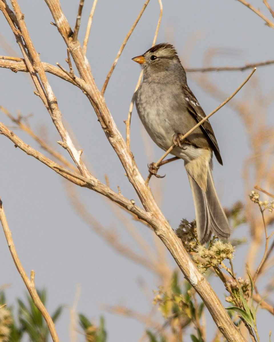 White-crowned Sparrow - ML270669611