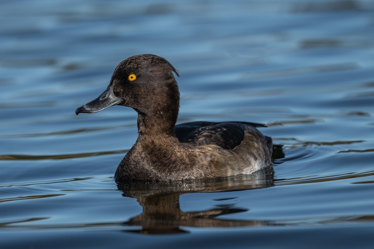 Tufted Duck - ML270669701