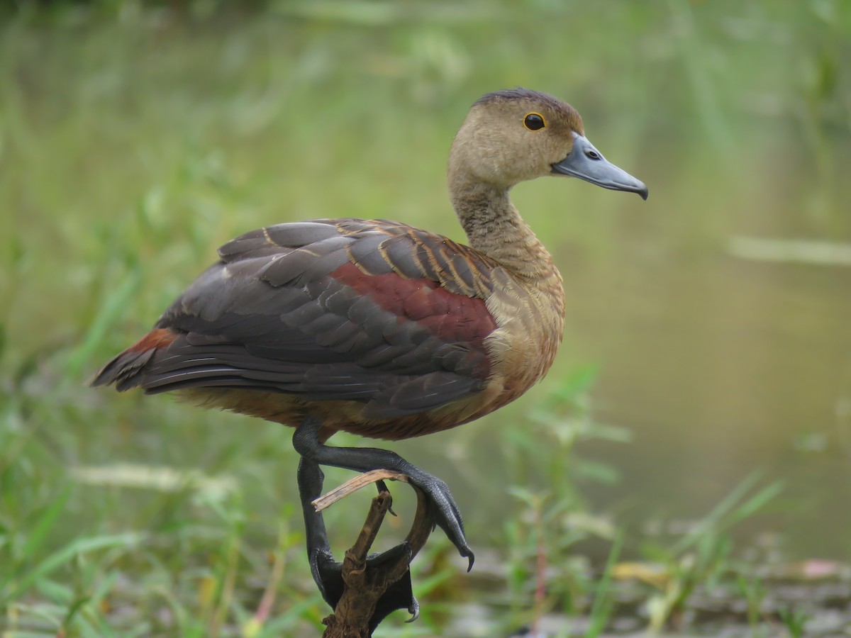 Lesser Whistling-Duck - sasidharan manekkara