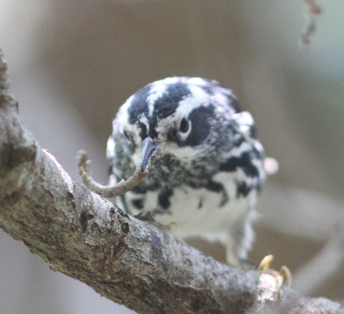 Black-and-white Warbler - mitchell HARRIS