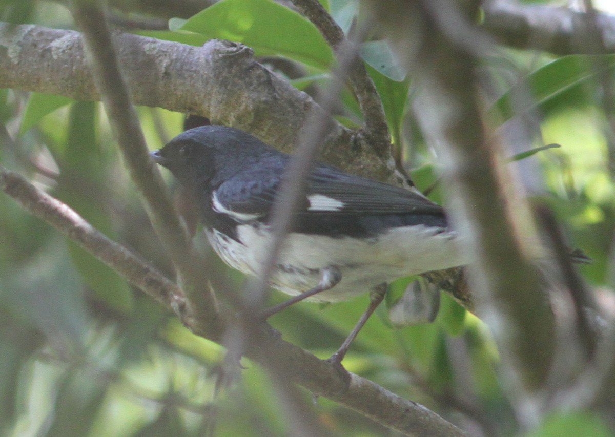 Black-throated Blue Warbler - mitchell HARRIS
