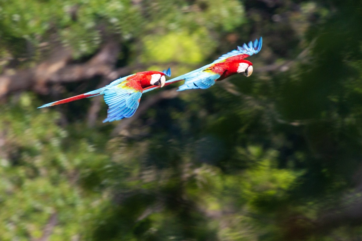 Red-and-green Macaw - Tim Ludwick