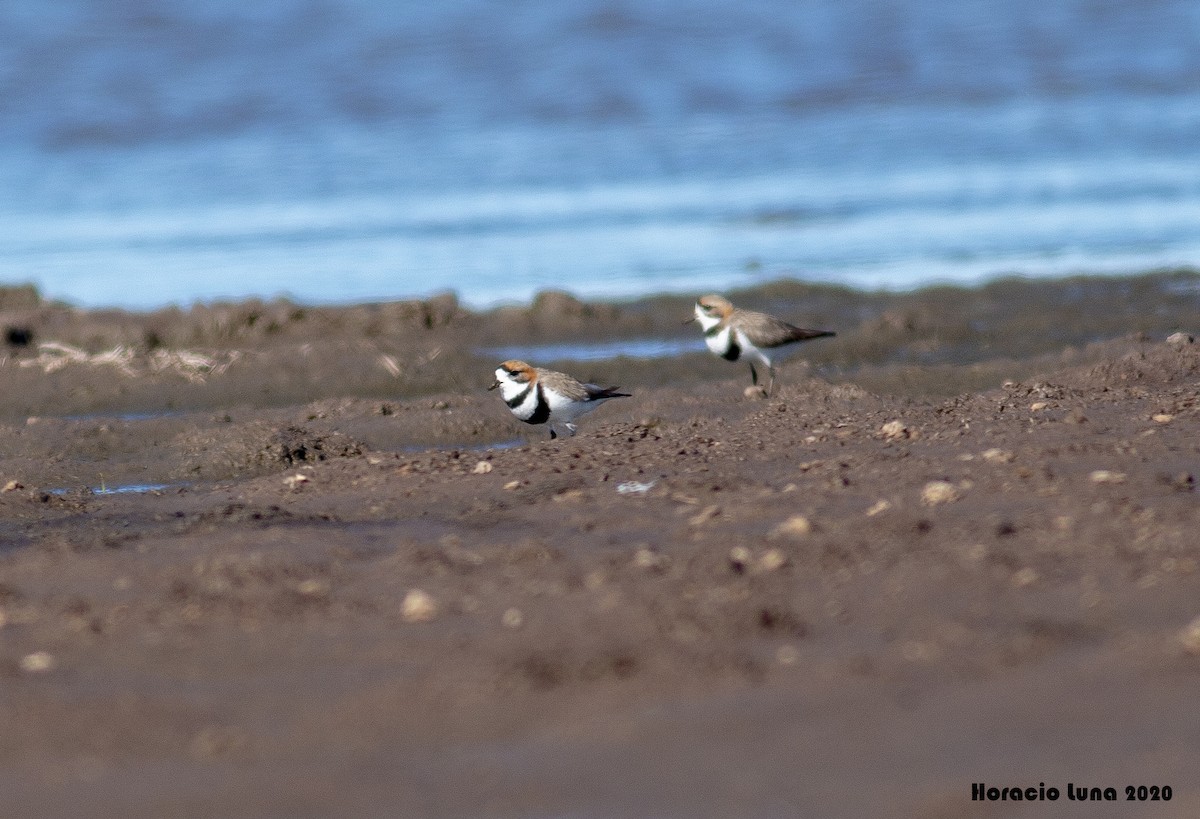 Two-banded Plover - ML270678641