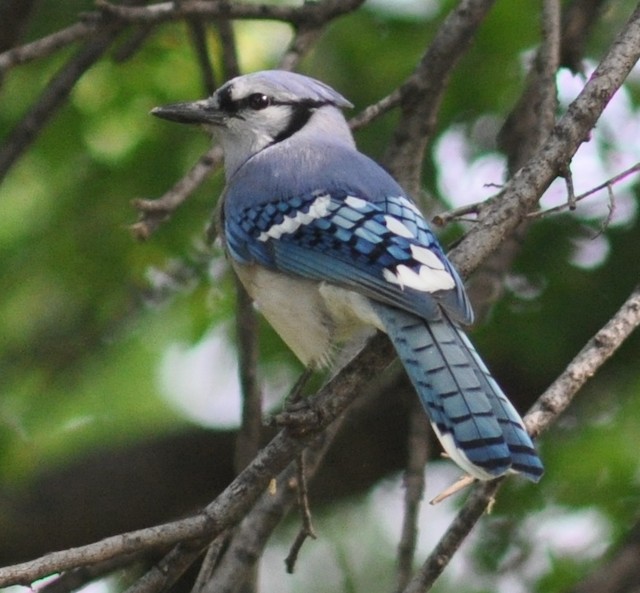 Blue Jay - Vermont eBird