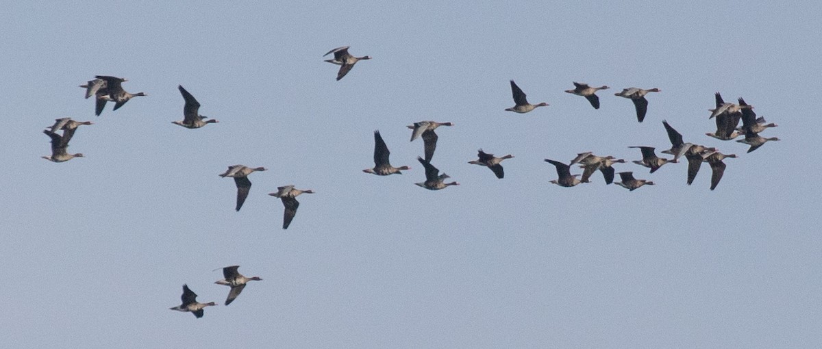 Greater White-fronted Goose - ML270687111