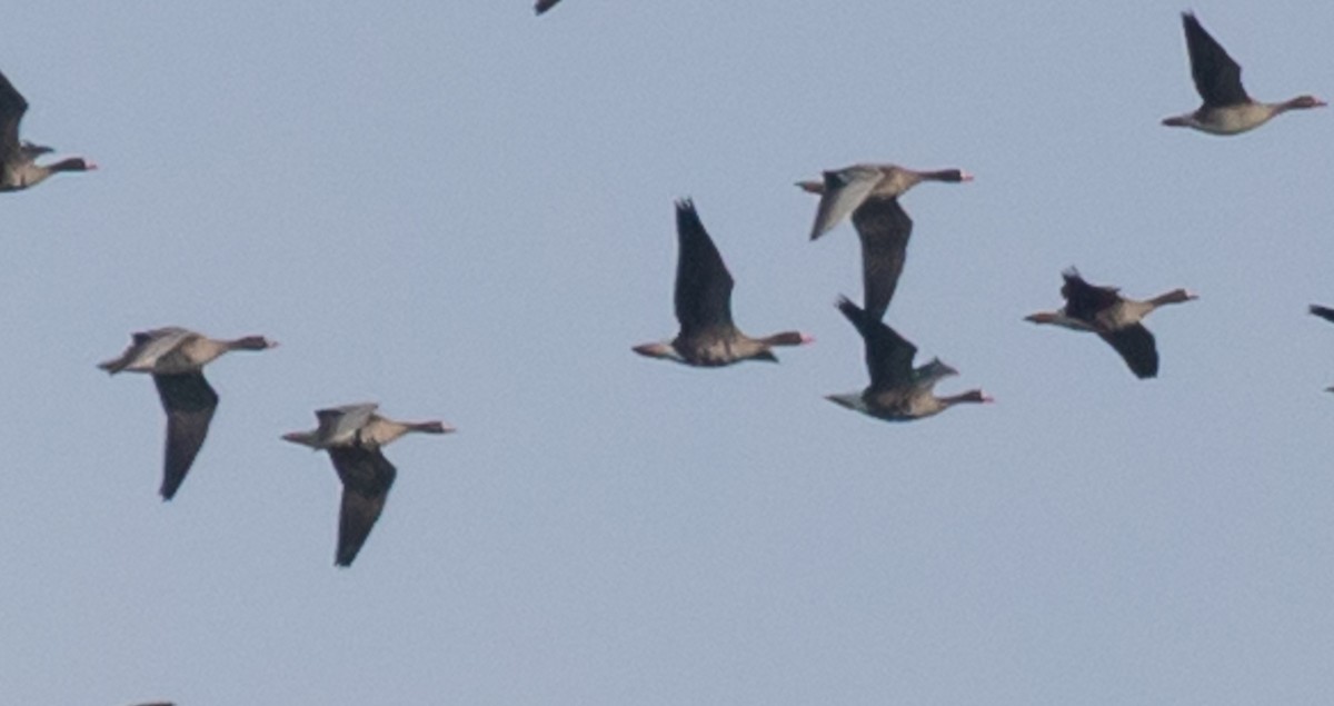 Greater White-fronted Goose - ML270687971