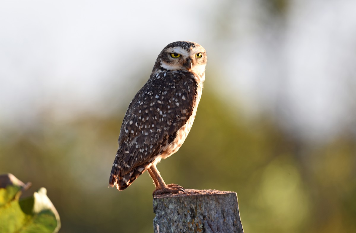 Burrowing Owl - ML270689531