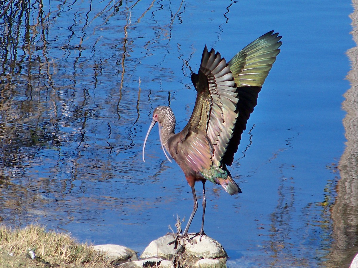White-faced Ibis - Zachary Perry