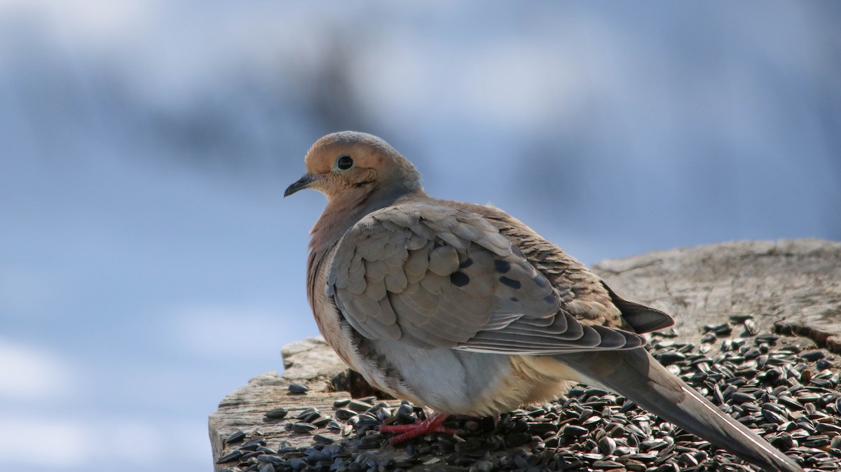 Mourning Dove - Marie Roy