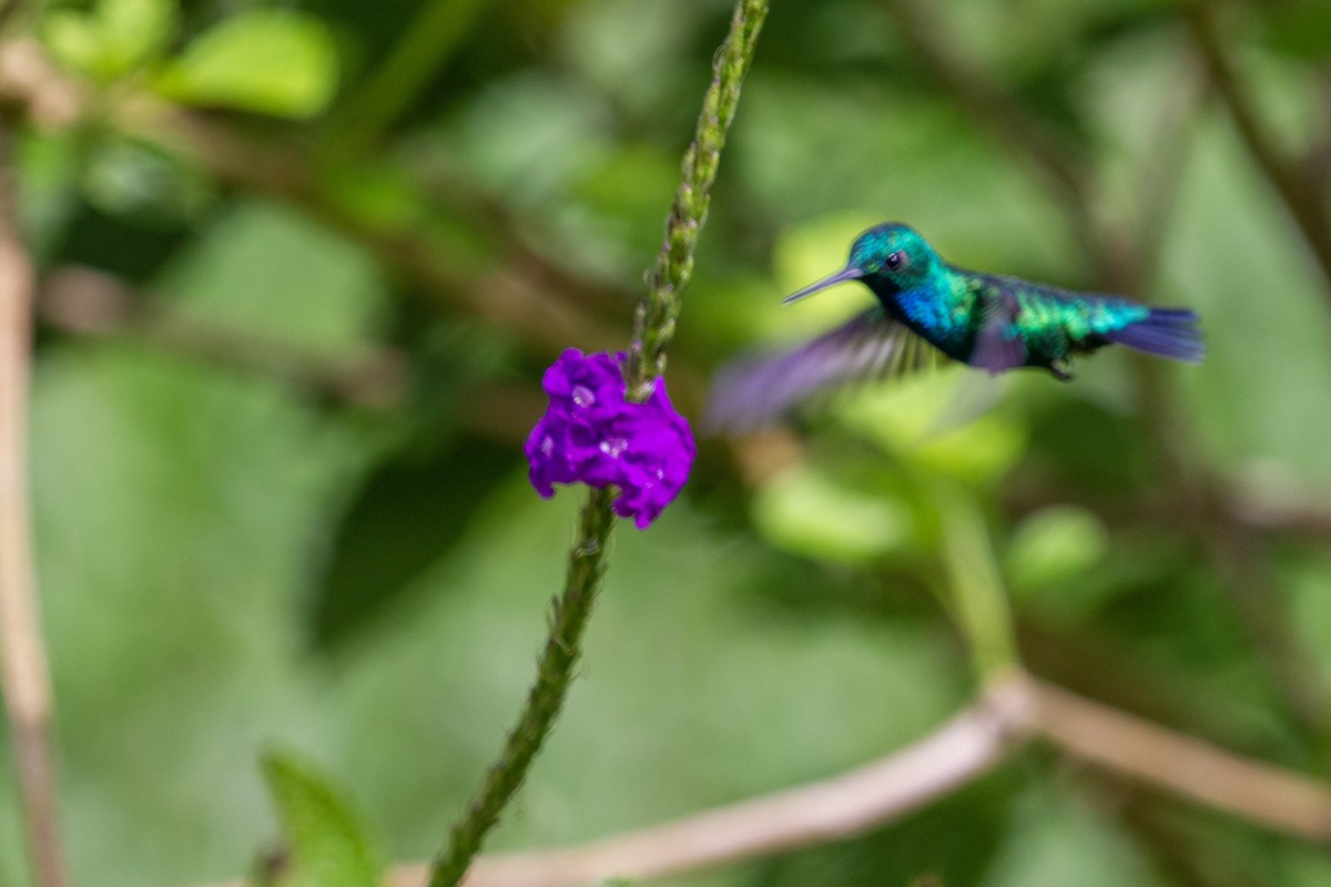 Blue-tailed Emerald - ML270712471