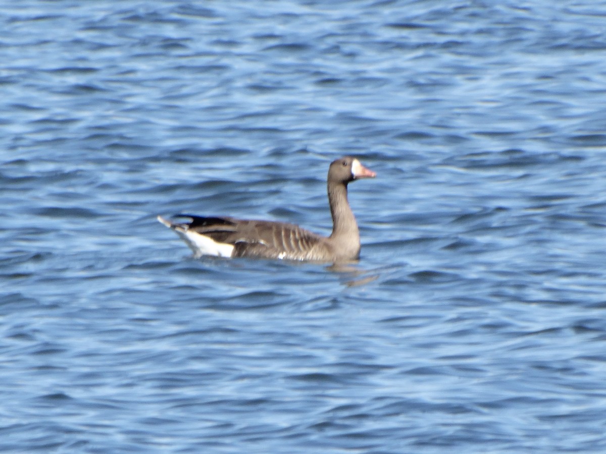 Greater White-fronted Goose - Brian Johnson