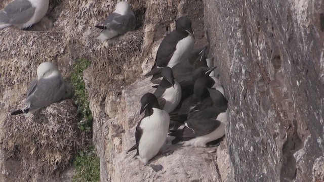 Thick-billed Murre - ML270713211