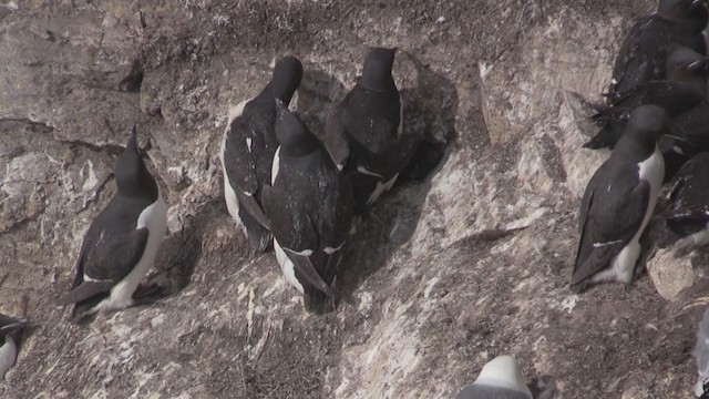 Thick-billed Murre - ML270715171