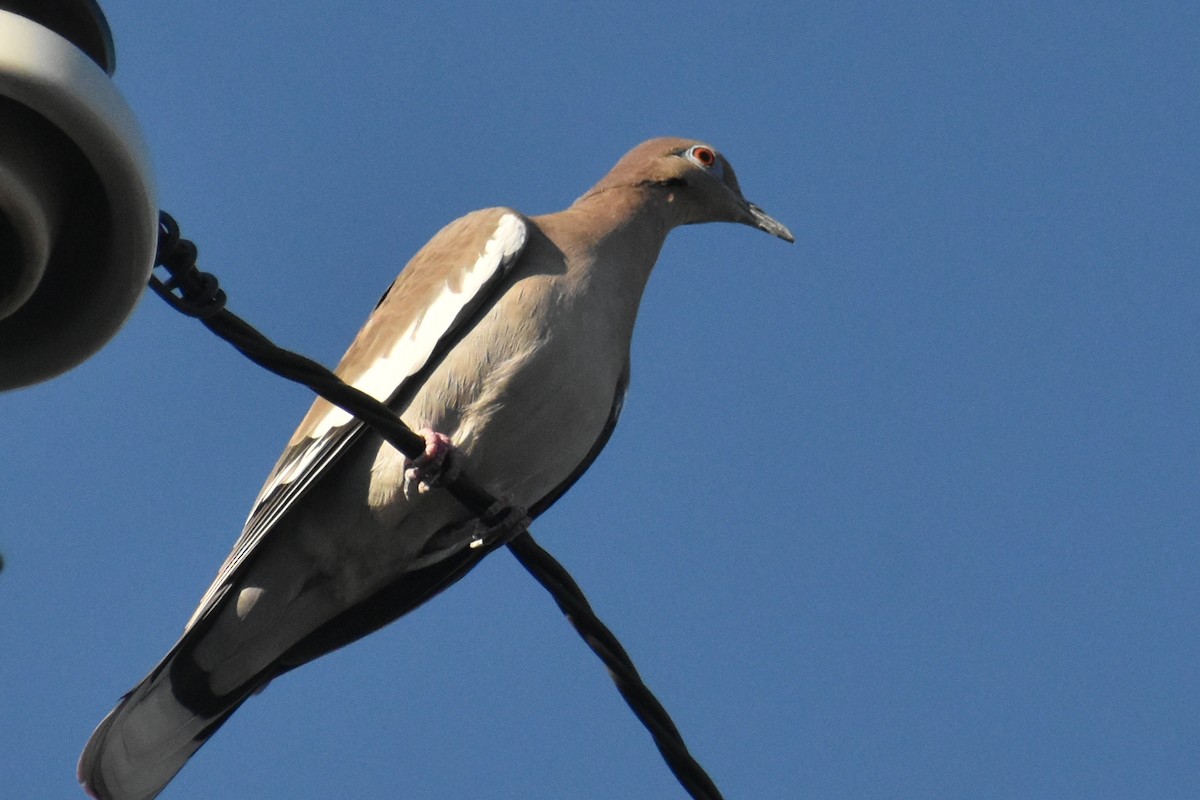 White-winged Dove - ML270718141