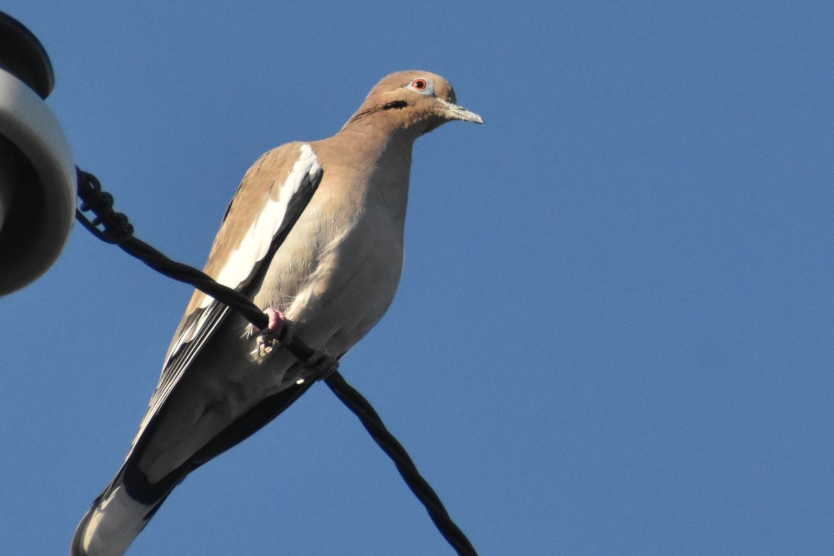 White-winged Dove - ML270718151
