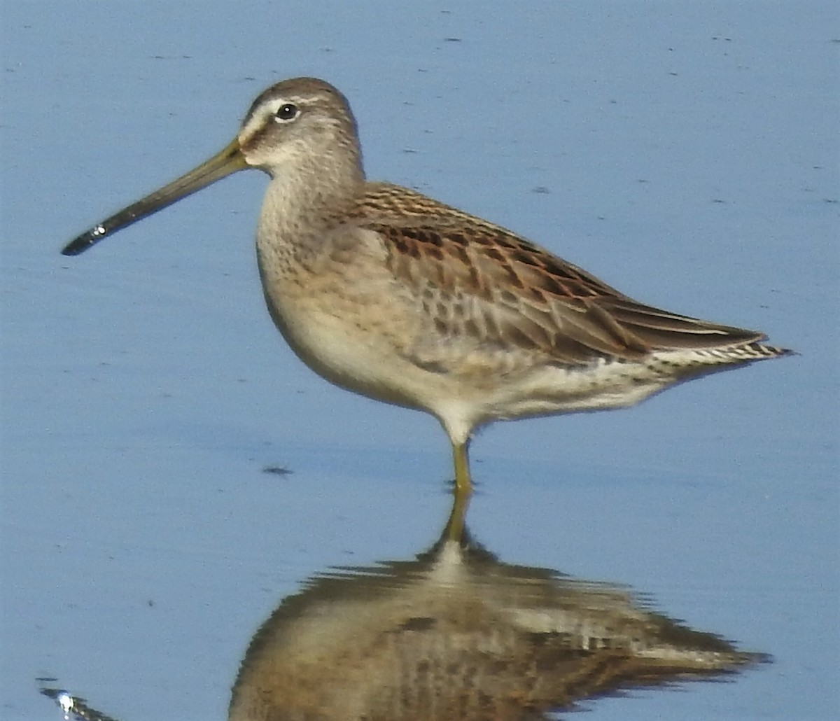 Long-billed Dowitcher - ML270719491