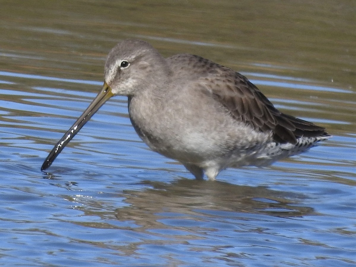 Long-billed Dowitcher - ML270719531