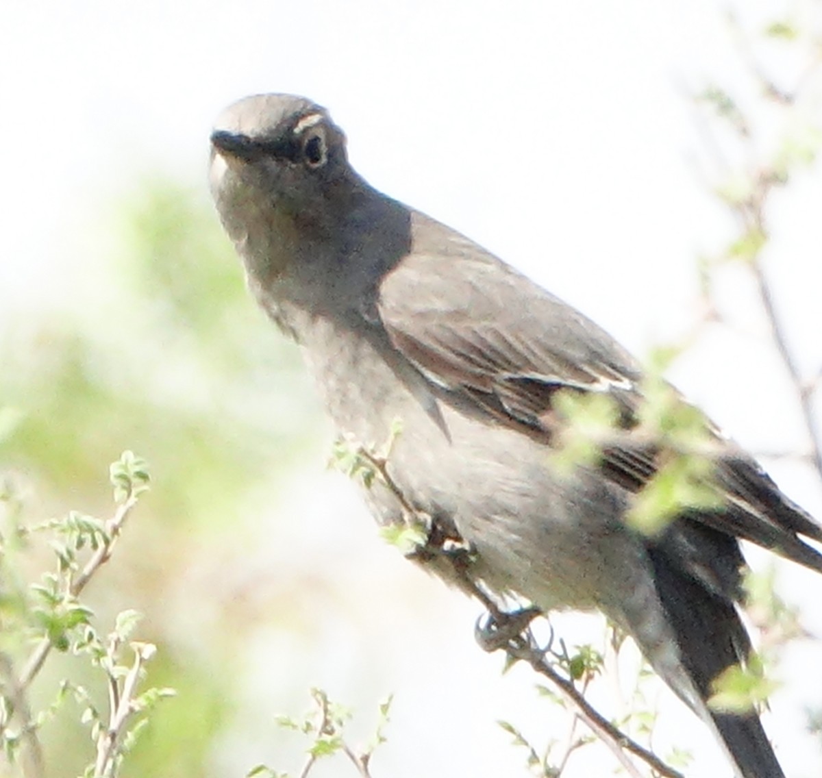 Townsend's Solitaire - ML270723391