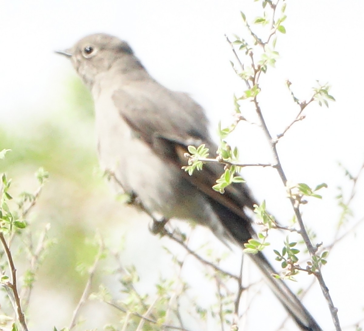 Townsend's Solitaire - ML270723611