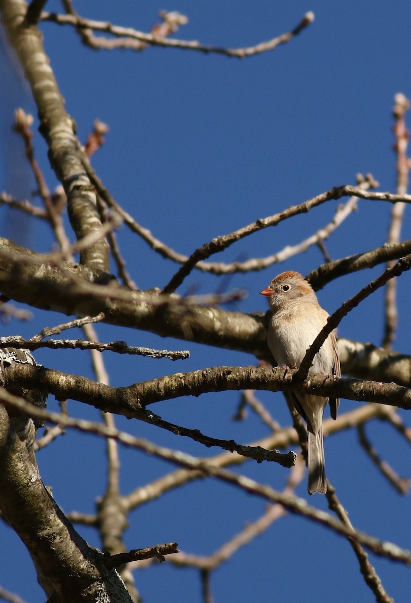Field Sparrow - Nathan Dubrow