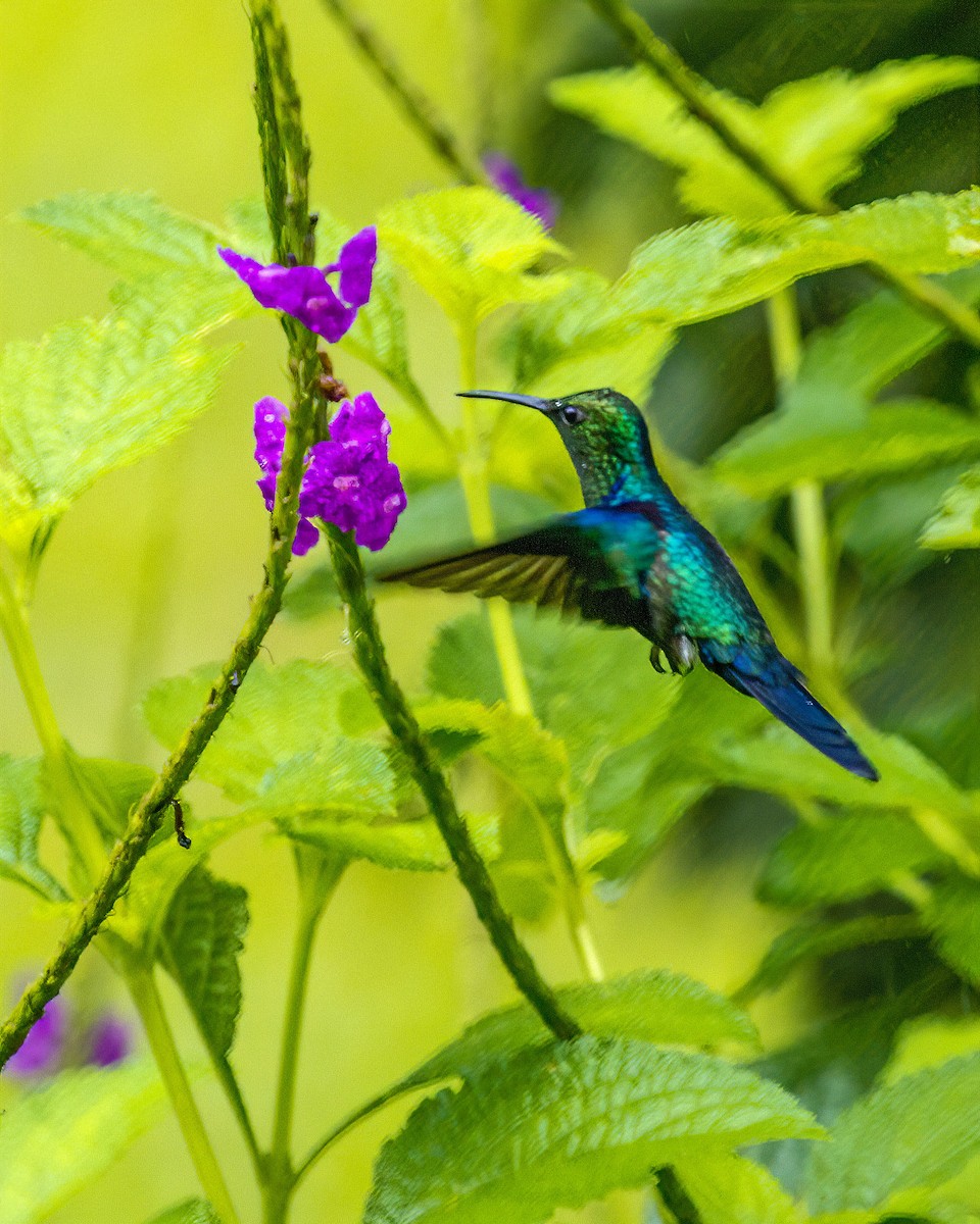 Blue-tailed Emerald - ML270728371