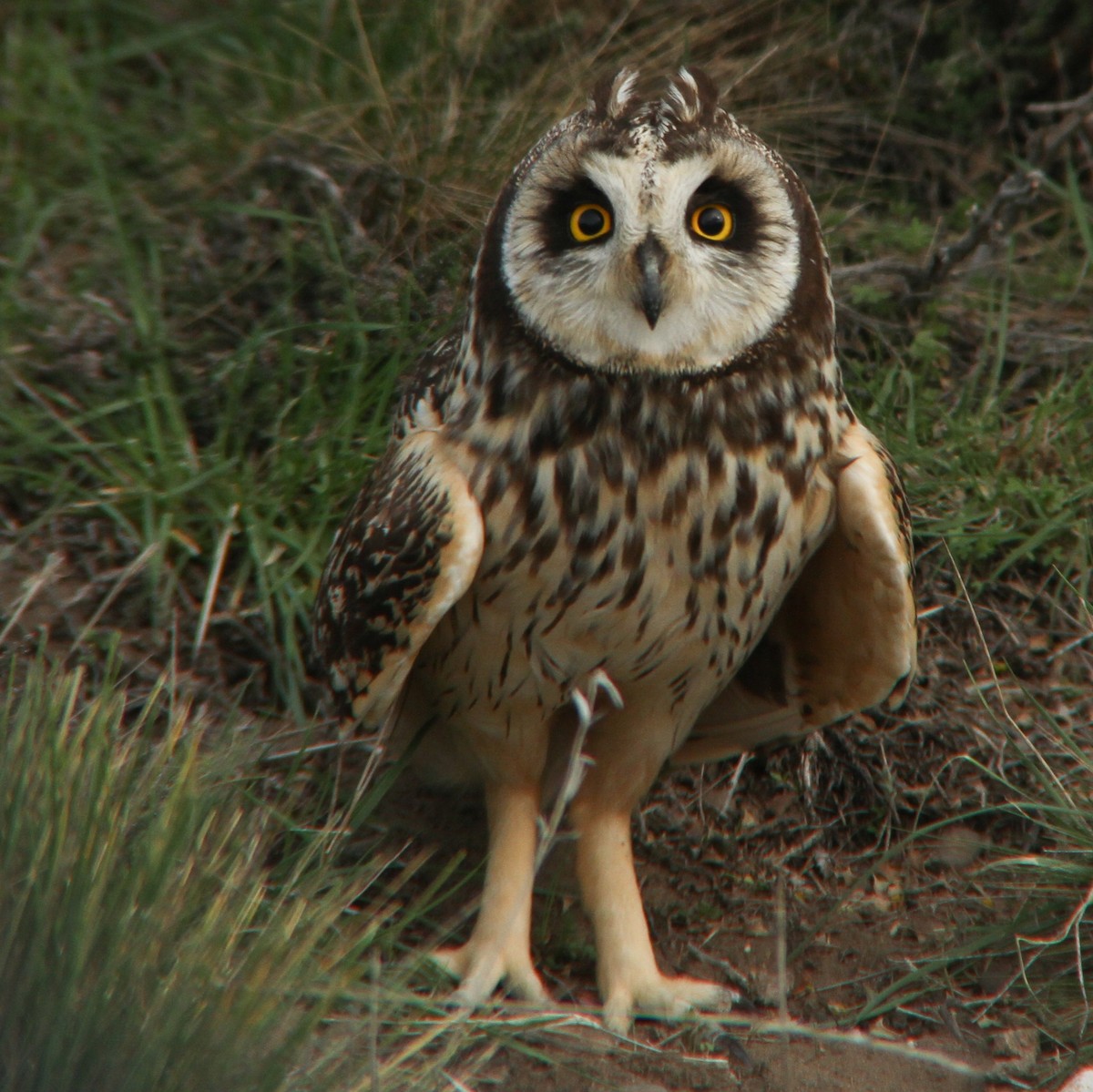 Short-eared Owl - Miguel Avalos