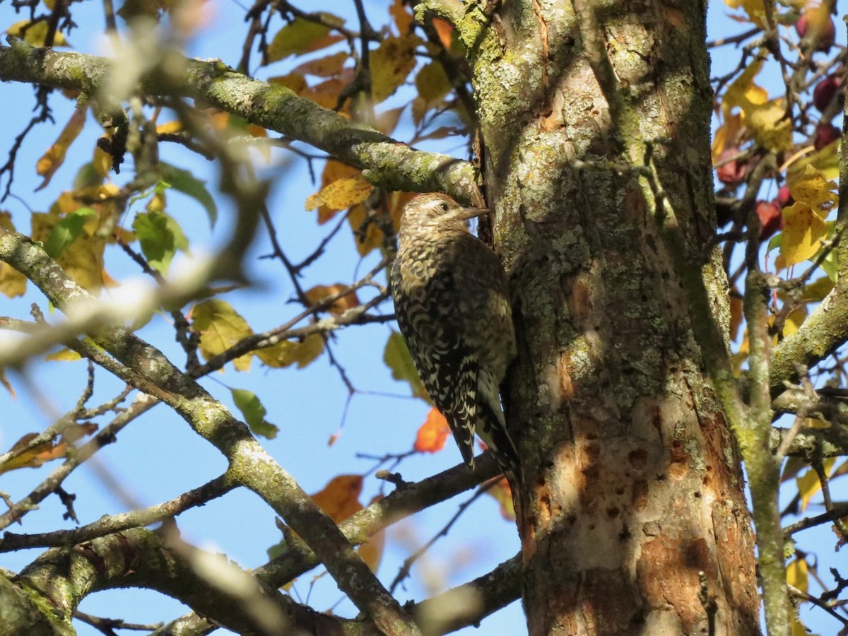 Yellow-bellied Sapsucker - Barry  Coombs