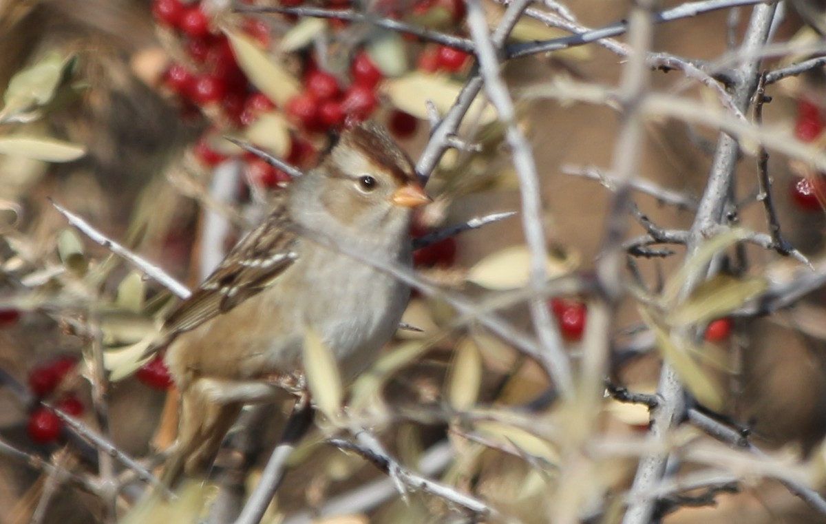 White-crowned Sparrow - ML270740791