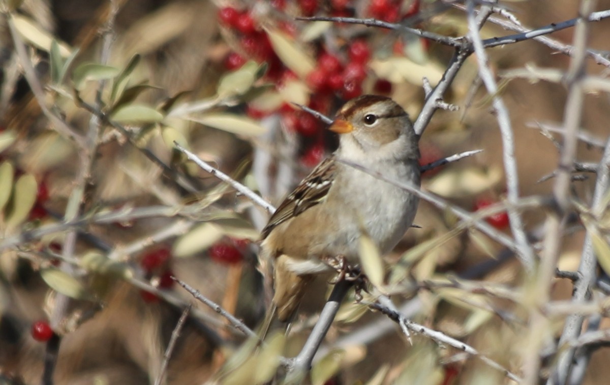 White-crowned Sparrow - ML270741721