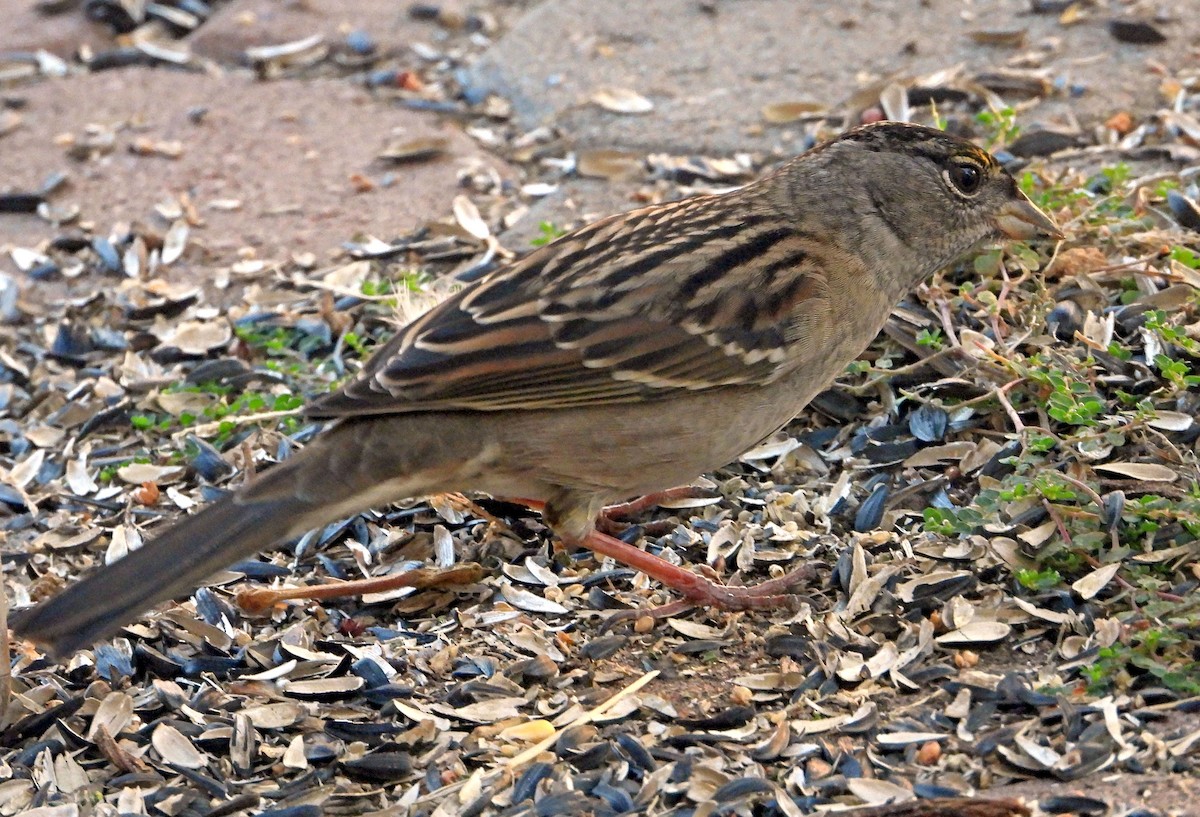 Golden-crowned Sparrow - Greg Cross