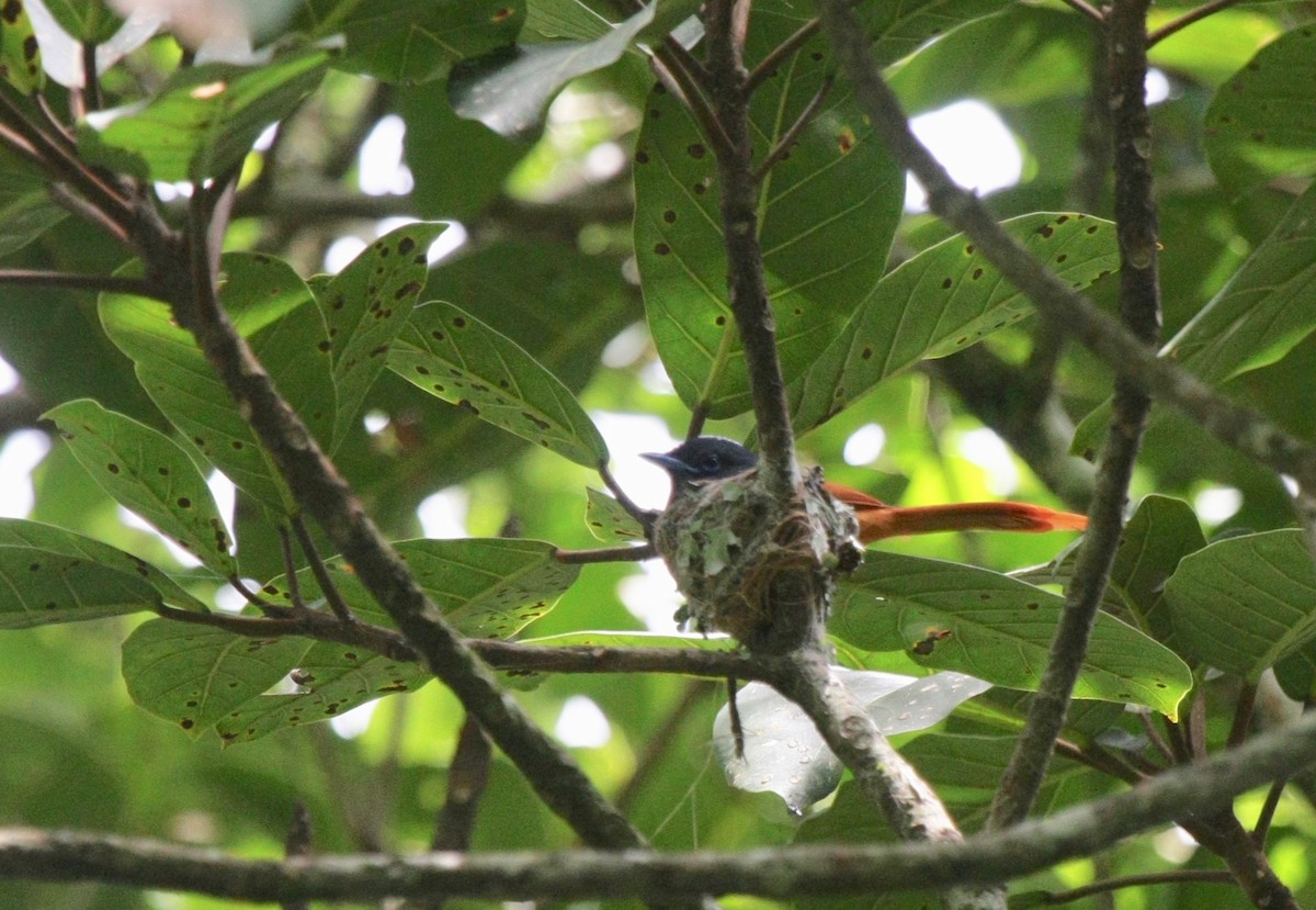 Rufous-vented Paradise-Flycatcher - ML270746591