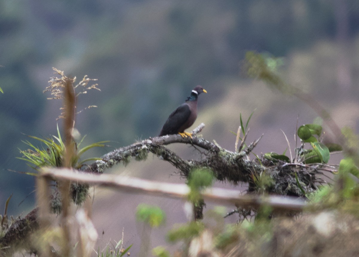Band-tailed Pigeon - Gary Brunvoll