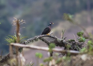 Band-tailed Pigeon, ML270746671